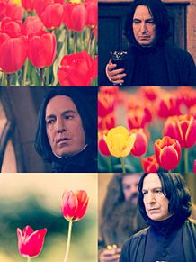 Severus Snapeの画像(セブルス・スネイプに関連した画像)