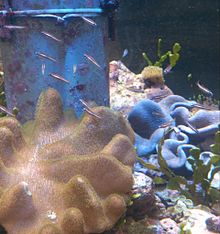 細長い魚と珊瑚礁の画像(細長い魚に関連した画像)
