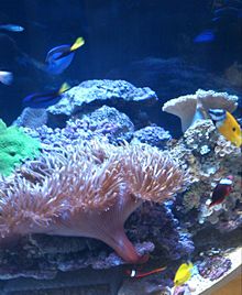 珊瑚礁に住む美しい魚の画像(珊瑚に関連した画像)