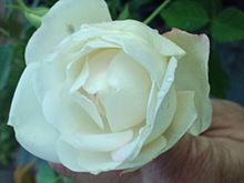 Fortune's Five-colored roseの画像(FORTUNEに関連した画像)