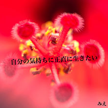 ハイビスカスの画像(ハイビスカス、花、赤、綺麗に関連した画像)