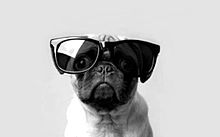 サングラス 壁紙 犬の画像6点 完全無料画像検索のプリ画像 Bygmo