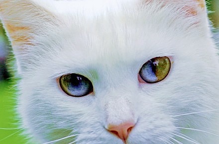 綺麗な猫の画像 プリ画像