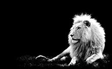 白黒 ライオンの画像8点 完全無料画像検索のプリ画像 Bygmo
