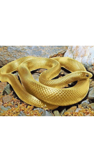 金のヘビの画像1点 完全無料画像検索のプリ画像 Bygmo