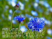 名言の画像(青い花に関連した画像)
