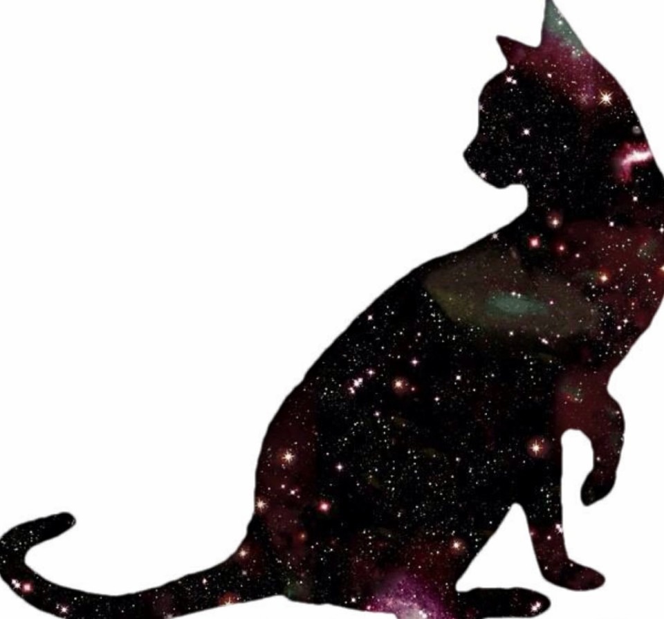 上壁紙 猫 宇宙 最高の花の画像