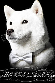 Softbank 犬 完全無料画像検索のプリ画像 Bygmo