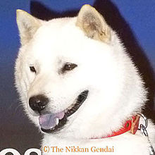 SoftBank 犬の画像(softbank犬に関連した画像)