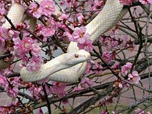 白蛇【巳年】謹賀新年 2013の画像(謹賀新年に関連した画像)