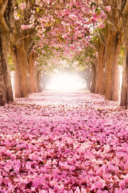 cherry blossom roadside treesの画像 プリ画像