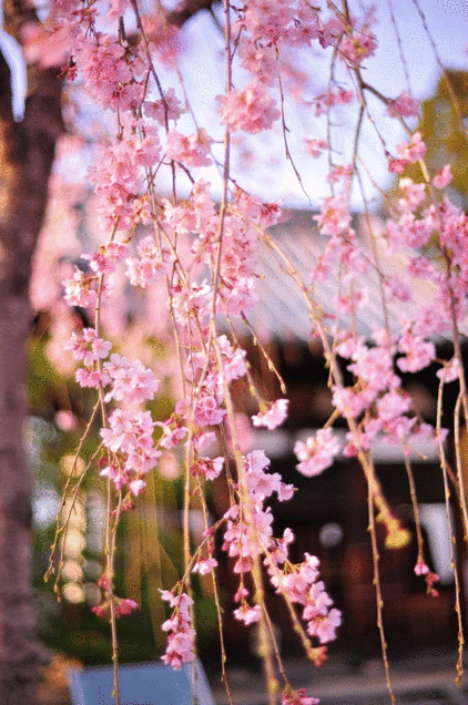 和風 景色 桜の画像4点 完全無料画像検索のプリ画像 Bygmo