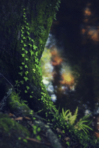 壁紙 森 綺麗 自然の画像4点 完全無料画像検索のプリ画像 Bygmo