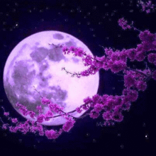 moon purpleの画像(プリ画像)