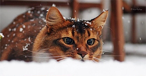 cat winterの画像 プリ画像