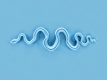 blue snakeの画像(ミニ画に関連した画像)