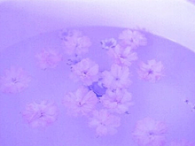 purpleの画像(浴室に関連した画像)