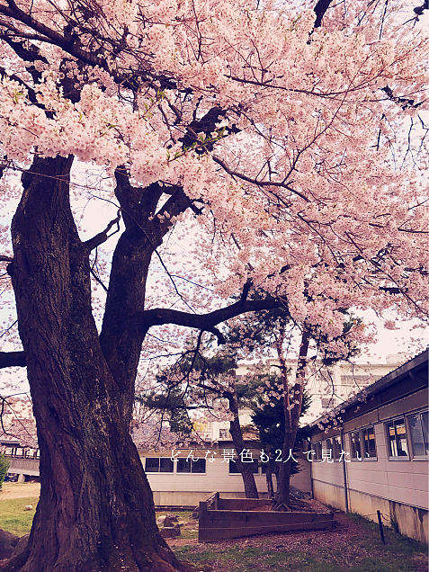 桜の木の画像(プリ画像)