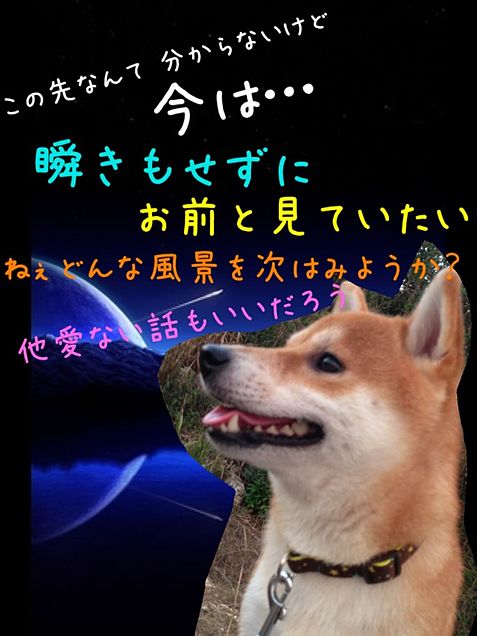 SPYAIR×柴犬の画像(プリ画像)