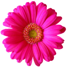 ピンク のガーベラの画像5点 完全無料画像検索のプリ画像 Bygmo