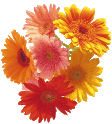 ガーベラの花の画像8点 完全無料画像検索のプリ画像 Bygmo