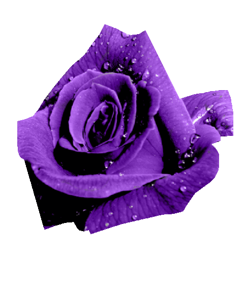 紫 薔薇 背景透明の画像2点 完全無料画像検索のプリ画像 Bygmo