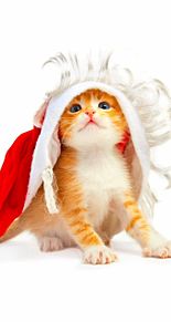 クリスマス 壁紙 猫 高画質の画像7点 完全無料画像検索のプリ画像 Bygmo