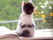 かわいい 子猫 後ろ姿の画像4点 完全無料画像検索のプリ画像 Bygmo