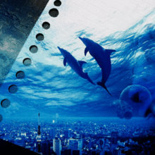 青 イルカ 海の画像13点 完全無料画像検索のプリ画像 Bygmo
