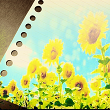 真夏の花の画像(ポエム素材/ノート素材に関連した画像)