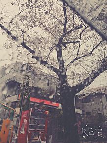 雨桜の画像(雨桜に関連した画像)