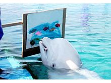 白イルカ画伯やハロウィン企画、そして花火ショー！秋もやっぱり八景島シーパラダイスが楽しい!!の画像(白イルカに関連した画像)