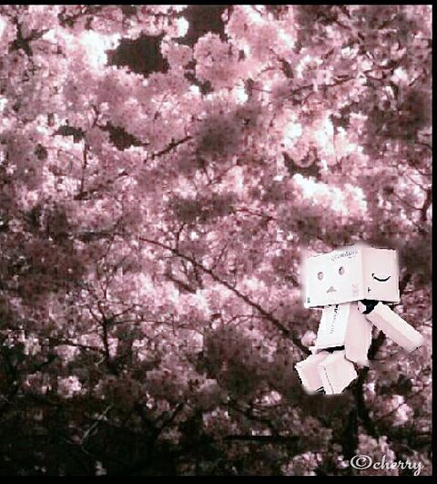ダンボー夜桜の画像(プリ画像)