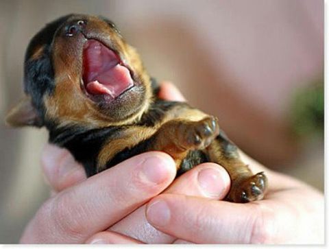 子犬 赤ちゃん 可愛い 完全無料画像検索のプリ画像 Bygmo