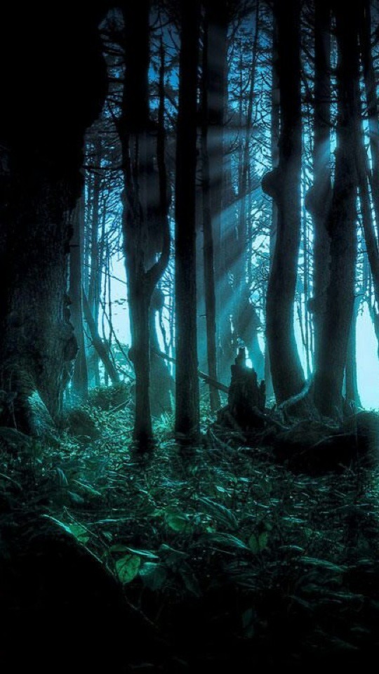 森 森林 神秘的 背景 高画質 完全無料画像検索のプリ画像 Bygmo