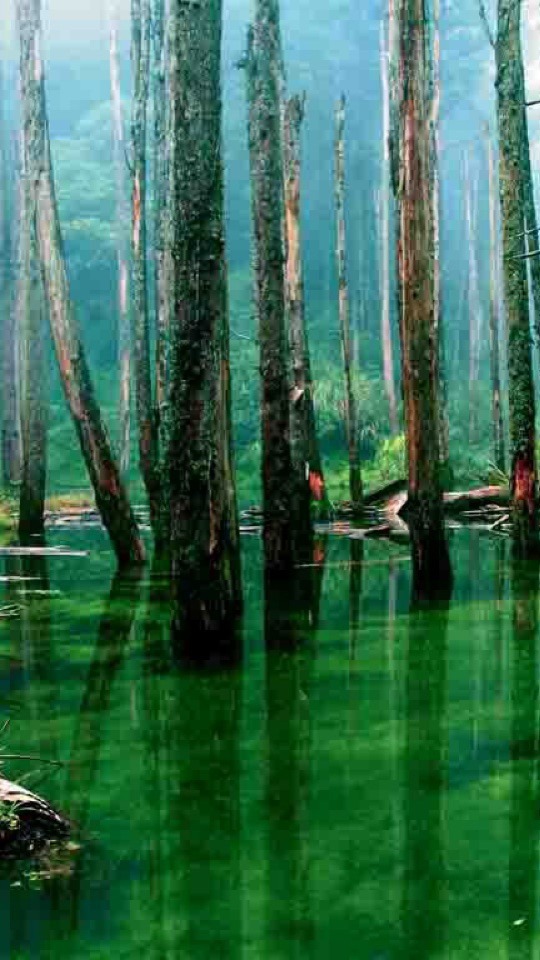 森林 緑 神秘的 背景 高画質 完全無料画像検索のプリ画像 Bygmo