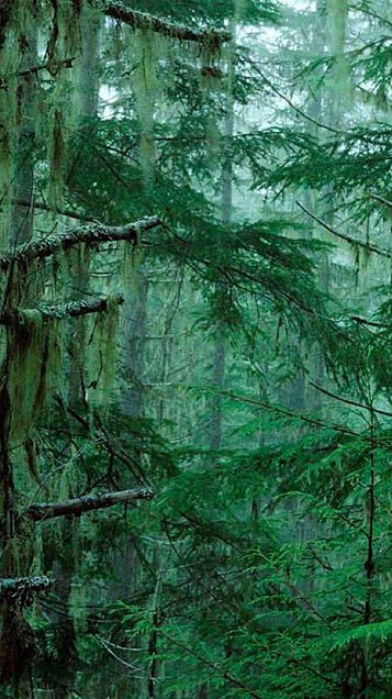 森林 緑 神秘的 背景 高画質 完全無料画像検索のプリ画像 Bygmo