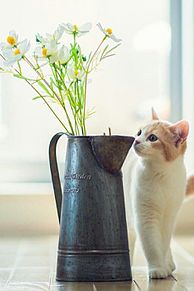 壁紙 子猫 花の画像4点 完全無料画像検索のプリ画像 Bygmo