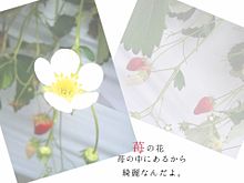 苺の花/説明文の画像(背景  おしゃれ 洋風に関連した画像)