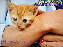村上信五　チーちゃんの画像(マンチカン 子猫に関連した画像)