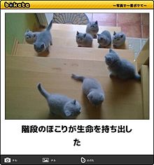 猫 ボケての画像85点 5ページ目 完全無料画像検索のプリ画像 Bygmo