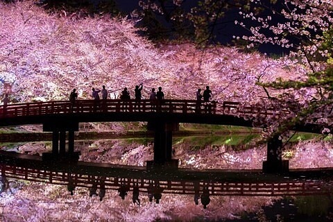 春 壁紙 高画質 桜の画像17点 完全無料画像検索のプリ画像 Bygmo