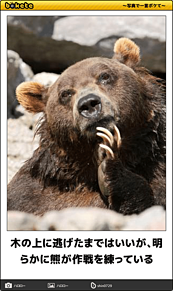 熊 おもしろの画像108点 完全無料画像検索のプリ画像 Bygmo