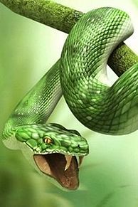 怖い 蛇の画像15点 完全無料画像検索のプリ画像 Bygmo