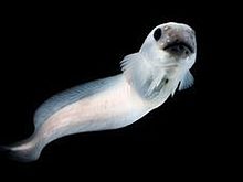 可愛い 深海魚の画像16点 完全無料画像検索のプリ画像 Bygmo