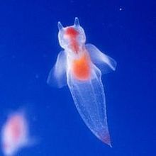 可愛い 海洋生物の画像5点 完全無料画像検索のプリ画像 Bygmo