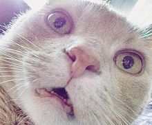【Instagram】猫の口が開いた瞬間「#catswiththeirmouthopen」が可愛くて面白い！の画像(開いたに関連した画像)