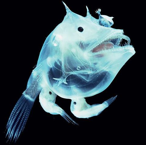 深海魚可愛い 380 完全無料画像検索のプリ画像 Bygmo