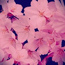 桜の画像(和風 素材に関連した画像)