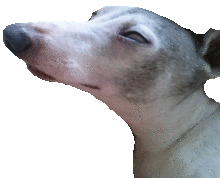 愛犬白目の画像(おもしろ 動物に関連した画像)